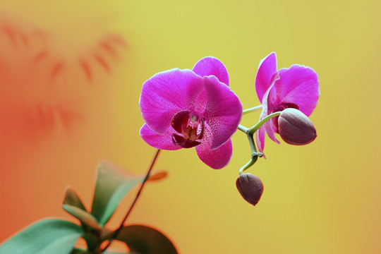 蝴蝶兰 静物摄影 红色 花卉