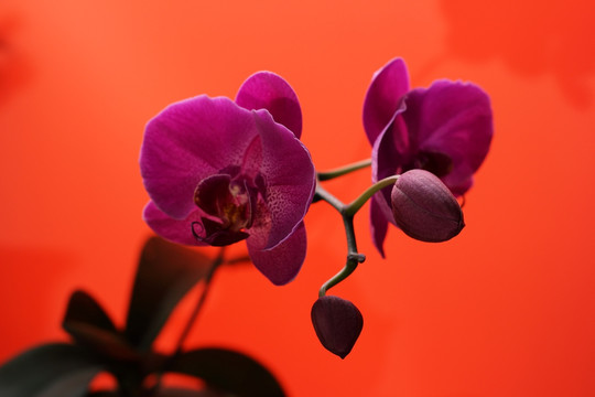 蝴蝶蘭 靜物攝影 紅色 花卉
