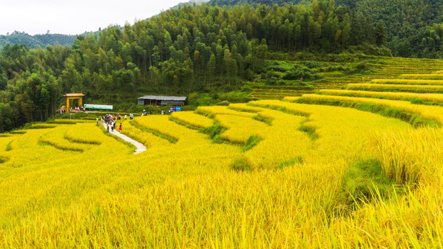 梯田 连山欧家梯田