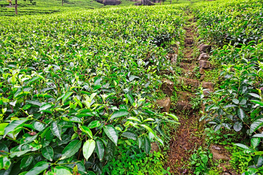 茶树