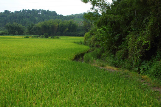 田园风光