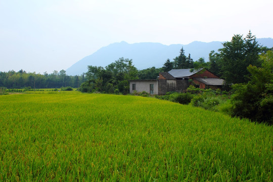 田园