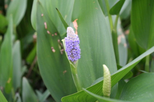 花蕊