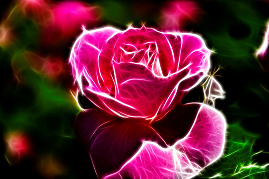 月季花
