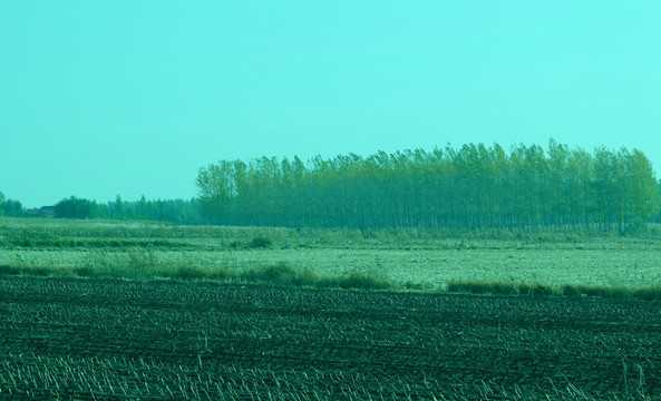 田野