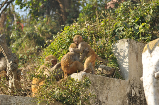 尼泊尔猴庙