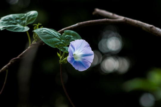 牵牛花