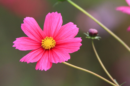 格桑花