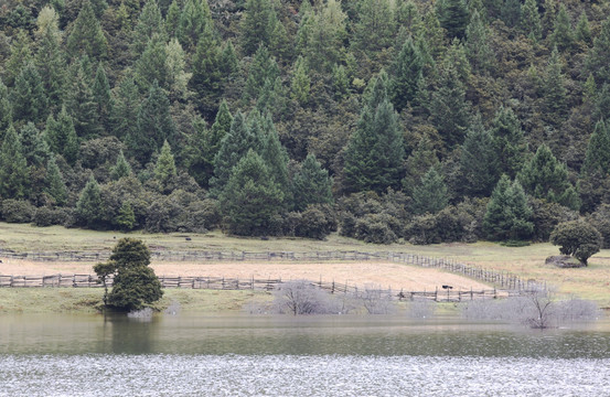 自然风景 高山草甸