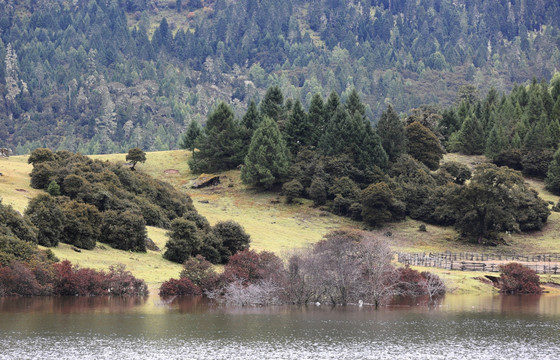 自然风景 高山草甸