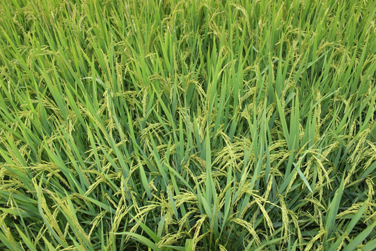 静静的水稻
