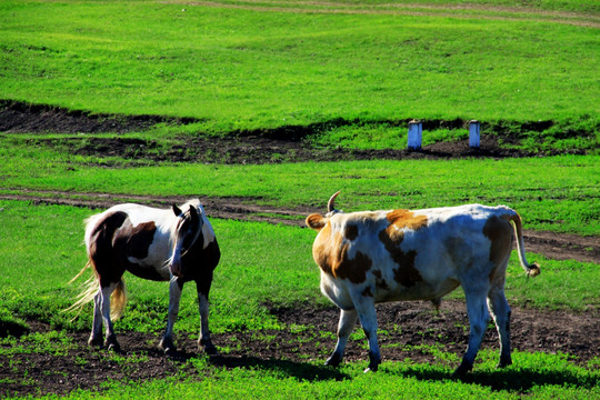 夏季草原上的马和牛