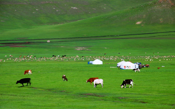 夏季草原牧场牛群蒙古包