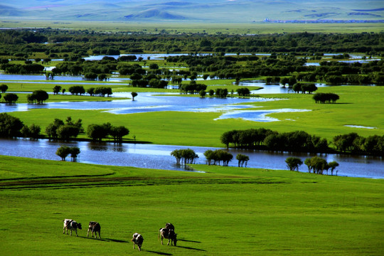 根河湿地河流牛群