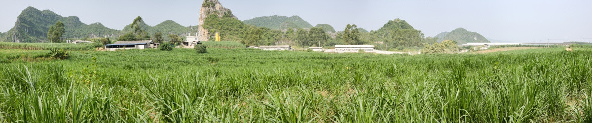 牧草种植 象草 牧草种植基地