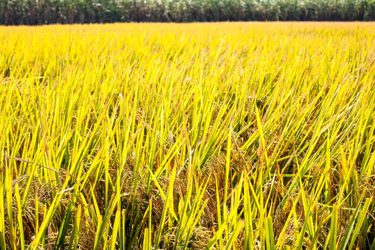 稻穗 稻谷 丰收 成熟