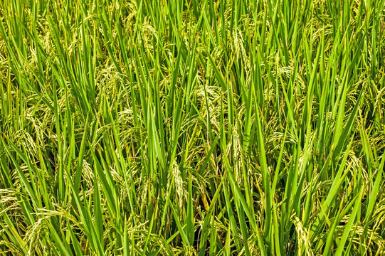 稻子 稻谷 稻穗 稻田