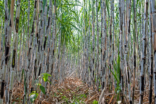 甘蔗 糖蔗 甘蔗林 甘蔗种植