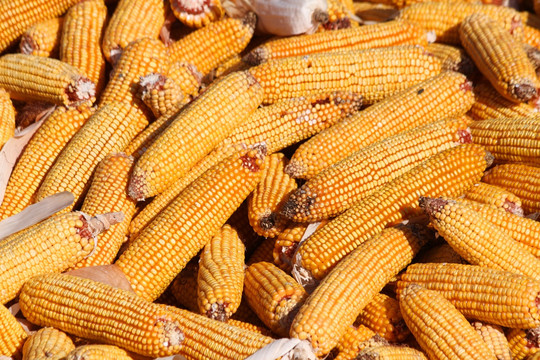 玉米 包米 农村 丰收