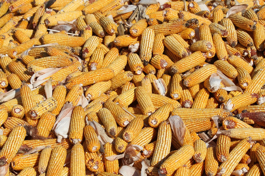 玉米 包米 农村 丰收 农业