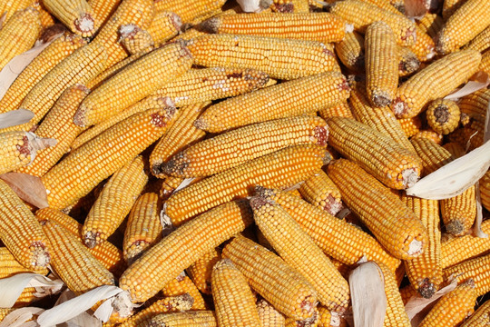玉米 包米 农村 丰收