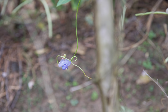 扁豆花