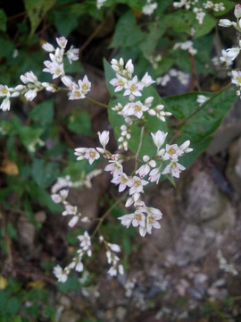 小野花