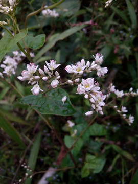 小白花