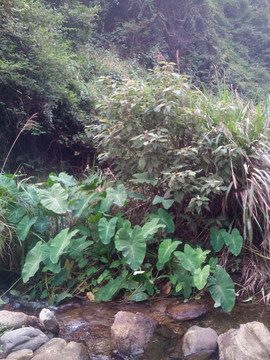 溪边植物