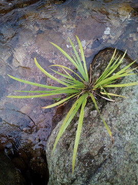 石中小草