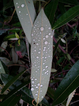 帶露水的葉子