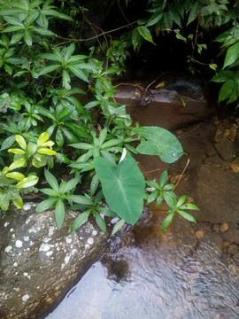 溪边风景