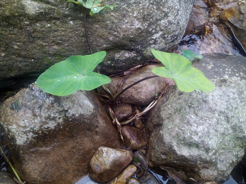 石缝中的野芋