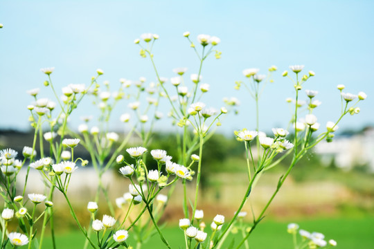 小清新野花