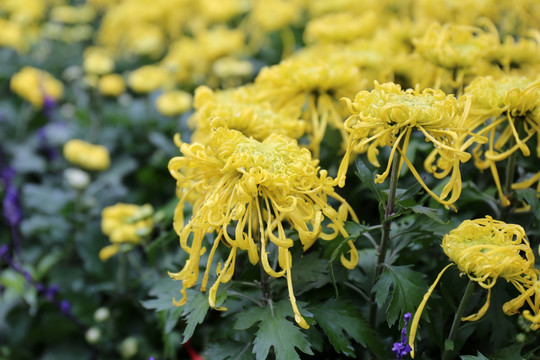 菊花品种礼花