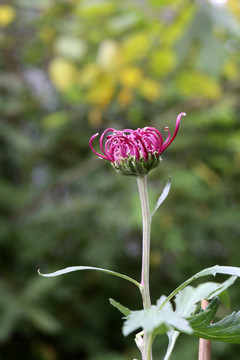 紫色菊花品种