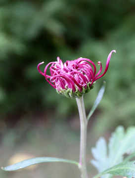 紫色菊花品种