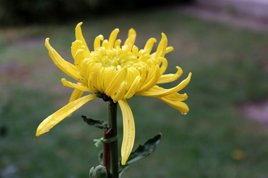 黄色菊花