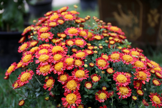 红色小菊花雏菊