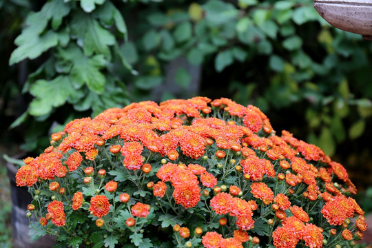 红色小菊花雏菊