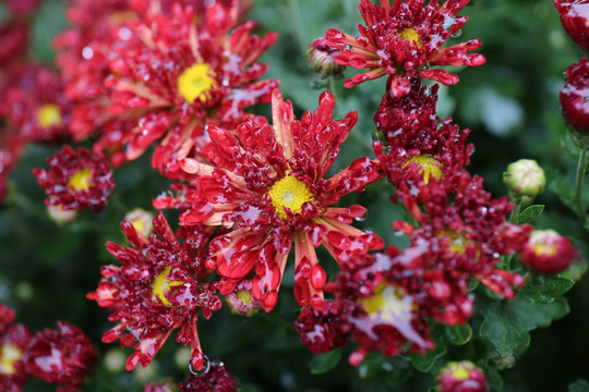 红色小菊花雏菊