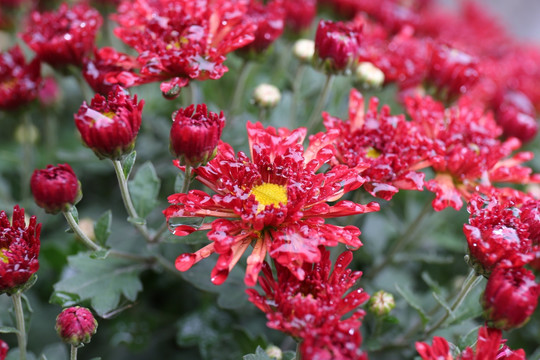 红色小菊花雏菊