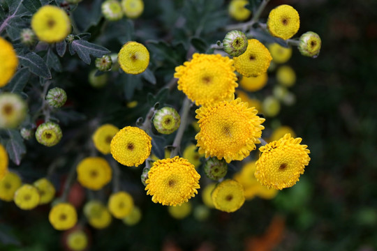 黄色小雏菊