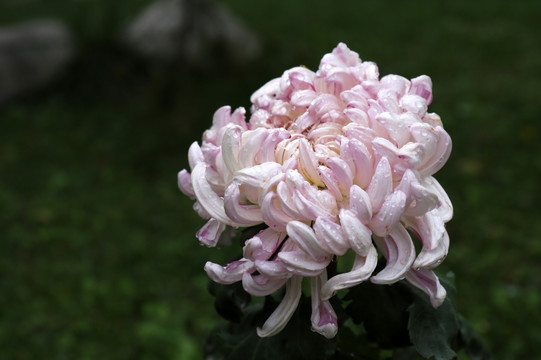 菊花品种粉旭桃粉女王粉葵