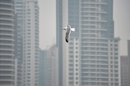 城市上空的海鸥