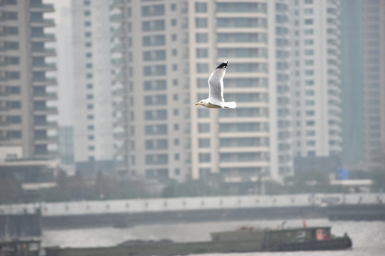 城市上空的海鸥