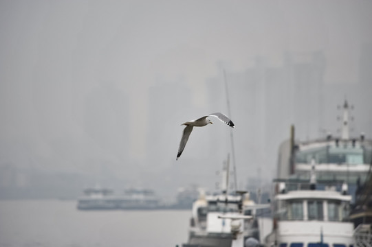 城市上空的海鸥