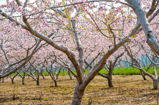 桃花林