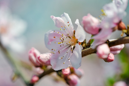 桃花