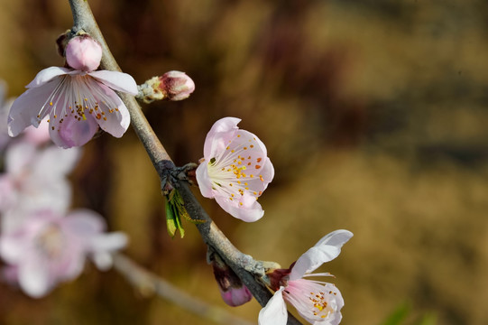 桃花